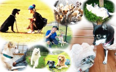 【返礼品なし】【犬猫等愛護活動 犬と猫と人にとって住みよい社会づくりを応援】宮崎県 高原町 特定非営利活動法人 咲桃虎(さくもんと)　TF3011-P00056