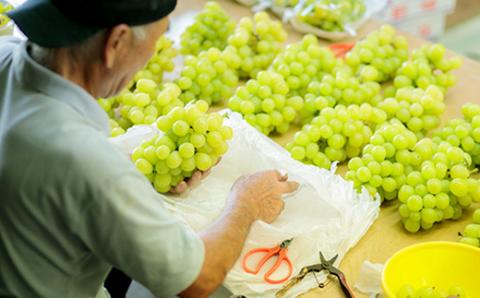 【数量限定・先行受付】久保ぶどう園のシャインマスカット(約2kg) 果汁たっぷりの美味しい種なし葡萄 [大粒 果物 フルーツ 季節限定 期間限定 果物 産地直送 2キロ ３房～4房 ] TF0394-P00005 2kg(3～4房)