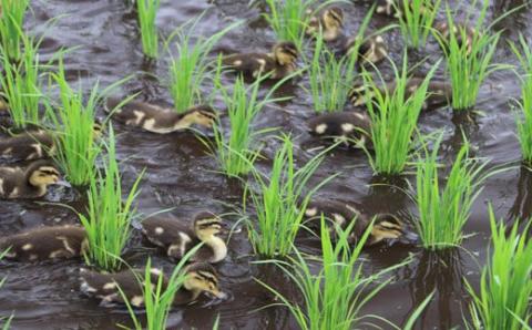 【令和7年産 新米 先行受付】無農薬栽培 合鴨米ひのひかり(無洗米)5kg TF0422-P00029