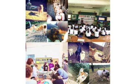 【返礼品なし】【犬猫等愛護活動 犬と猫と人にとって住みよい社会づくりを応援】宮崎県 高原町 特定非営利活動法人 咲桃虎(さくもんと)　TF3001-P00056