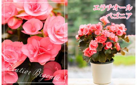 【先行受付・期間限定】 「ポインセチア」と「エラチオールベゴニア」セット クリスマスシーズンにお届け！ [贈り物 ギフト 贈答 フラワーセット お花 観葉植物 パーティ 飾り] TF0716-P00024