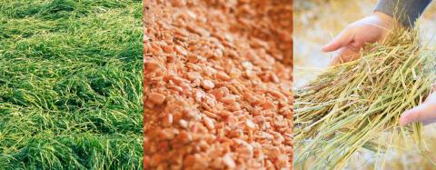 宮崎 有田牧場直送 この華牛 切落しスライス 1kg(500g×2p) TF0458-P00037