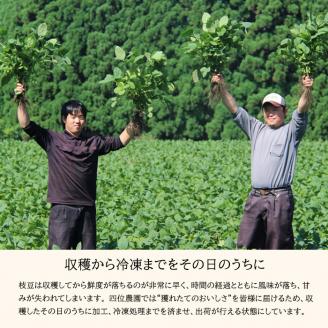 国産『冷凍えだまめ(3kg)』 自社農場生産の枝豆 時短調理につながる冷凍野菜 [『返礼品特集20000円以下』-宮崎県高原町]  TF0296-P00019