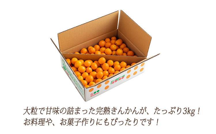 高原町産完熟きんかん『たまたま』L玉（大） 3kg [宮崎県産 金柑 まるかじり お菓子 甘露煮 サラダ] TF0052-P00015