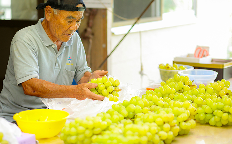 【数量限定・先行受付】久保ぶどう園のシャインマスカット1.5kg（2～3房）  果汁たっぷりの美味しい種なし葡萄 [大粒 果物 フルーツ 季節限定 期間限定 果物 産地直送　1.5キロ 2房～3房] TF0780-P00005 1.5kg(2～3房)