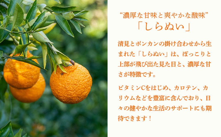  しらぬいの手絞り果汁200ml×1p 保存料不使用 ビタミンCが豊富のデコポン果汁！カロテン クエン酸カリウムやマグネシウムが豊富 果物の果汁 濃縮還元なし TF0882-P00074