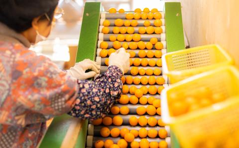 高原町産完熟きんかん『たまたまエクセレント』2Lサイズ1kg [宮崎県産 金柑 まるかじり お菓子 甘露煮 サラダ] TF0051-P00015