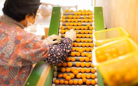 高原町産完熟きんかん『たまたま』L玉（大） 3kg [宮崎県産 金柑 まるかじり お菓子 甘露煮 サラダ] TF0052-P00015