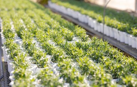 【先行受付】高原町のカーネーション＆エラチオールベゴニア 母の日直前にお届け [先行受付 贈り物 贈答 ギフト フラワーセット お花 観葉植物] TF0375-P00024 赤、ピンク