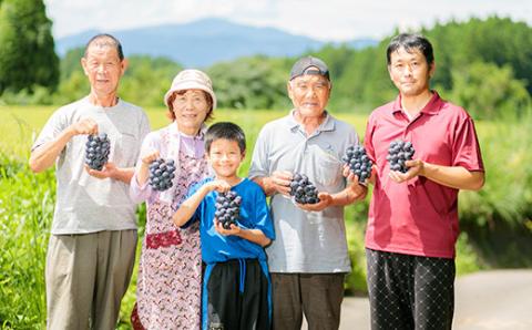 【数量限定・先行受付】久保ぶどう園のシャインマスカット(約2kg) 果汁たっぷりの美味しい種なし葡萄 [大粒 果物 フルーツ 季節限定 期間限定 果物 産地直送 2キロ ３房～4房 ] TF0394-P00005 2kg(3～4房)