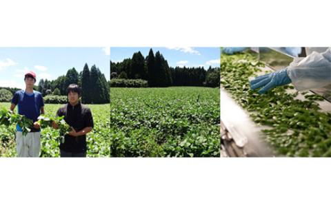 《大容量10kg》宮崎県産えだまめ 業務用 [茶豆風 枝豆 冷凍野菜 ストック食材] TF0576-P00019