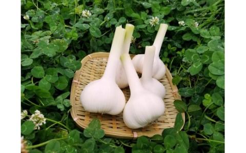 《有機肥料で栽培》黒にんにく(宮崎県産) 長期熟成させたフルーティーで甘い黒大蒜 [野菜 国産 日本産] TF0350-P00032