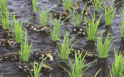 【令和7年産】無農薬栽培 合鴨米ひのひかり(玄米)5kg TF0424-P00029