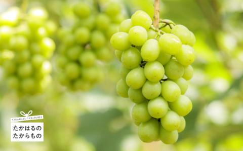 《数量限定・先行受付》 日本一太陽を浴びて育った宮崎のシャインマスカット 約2kg(3～4房) 食べやすい種なしブドウ [ぶどう 葡萄 大粒 果物 フルーツ 季節限定 果物 ギフト 贈答 産地直送 産直 2キロ 3個～4個 宮崎県高原町産] TF0581-P00025