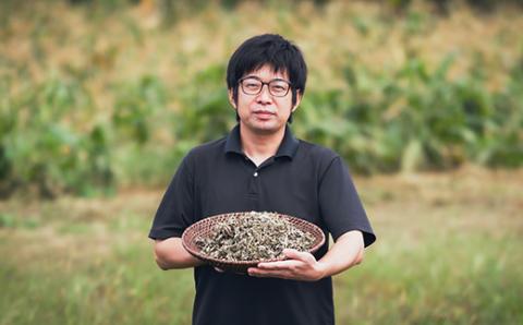 《天然・無農薬栽培》   スギナ茶「きりしま日和」ティーパックタイプ(1.5g×60包) 国産の健康茶 [杉菜 薬草茶 日本産 お茶 ノンカフェイン] TF0653-P00027
