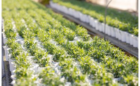 【先行受付・期間限定】 「ポインセチア」と「エラチオールベゴニア」セット クリスマスシーズンにお届け！ [贈り物 ギフト 贈答 フラワーセット お花 観葉植物 パーティ 飾り] TF0716-P00024