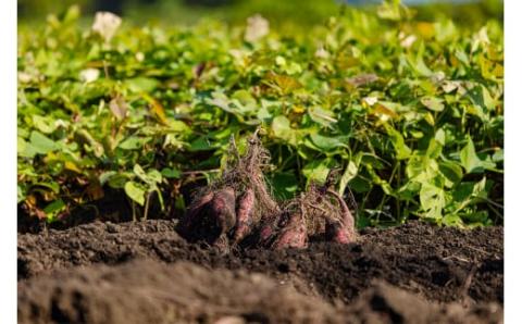 【令和７年産】高原町産 熟成紅はるか5kg（無選別） [さつまいも 焼き芋 べにはるか 大学芋 かりんとう 天ぷら 豚汁 長期熟成 糖度 無選別 産地直送 産直 5キロ 南九州産 宮崎県高原町産] TF0719-P00061
