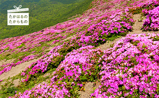 【※返礼品なし】高原町への応援寄附金(4,000円分)　宮崎県 高原町　たかはる　霧島　高千穂峰 故郷納税 4000円 四千円 オンラインワンストップ対応TF1004-P00049