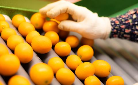 高原町産完熟きんかん『たまたまエクセレント』2Lサイズ1kg [宮崎県産 金柑 まるかじり お菓子 甘露煮 サラダ] TF0051-P00015