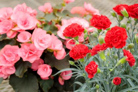 【先行受付】高原町のカーネーション＆エラチオールベゴニア 母の日直前にお届け [先行受付 贈り物 贈答 ギフト フラワーセット お花 観葉植物] TF0375-P00024 赤、ピンク