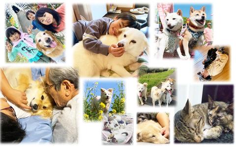 【返礼品なし】【犬猫等愛護活動 犬と猫と人にとって住みよい社会づくりを応援】宮崎県 高原町 特定非営利活動法人 咲桃虎(さくもんと) チャリティー 応援寄付金 募金 動物愛護活動 保護 ボランティア ペット 社会貢献 治療 支援　TF3000-P00056