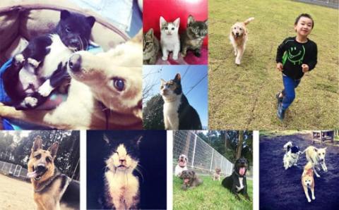 【返礼品なし】【犬猫等愛護活動 犬と猫と人にとって住みよい社会づくりを応援】宮崎県 高原町 特定非営利活動法人 咲桃虎(さくもんと)　 TF3031-P00056