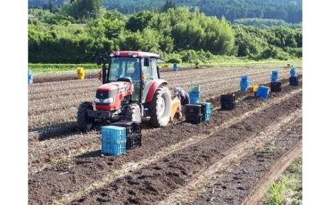 《有機肥料で栽培》黒にんにく(宮崎県産) 長期熟成させたフルーティーで甘い黒大蒜 [野菜 国産 日本産] TF0350-P00032