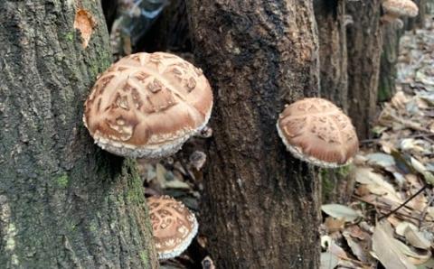 《有機JAS取得》肉厚!有機原木椎茸(薪室仕上げ) ひなたGAP取得の安全・安心のしいたけ [産地直送 産直 田中椎茸] TF0356-P00009