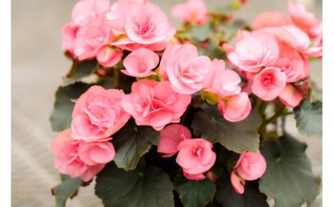 【先行受付・期間限定】 「ポインセチア」と「エラチオールベゴニア」セット クリスマスシーズンにお届け！ [贈り物 ギフト 贈答 フラワーセット お花 観葉植物 パーティ 飾り] TF0716-P00024