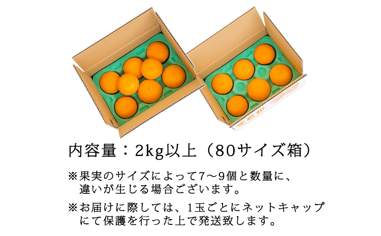 【期間限定】柑橘の高級種ブランド 高原町産「せとか」無選別 約2kg(大小混合6～8玉) [柑橘 みかん 蜜柑 贈答 かんきつ オレンジ色の果物 フルーツ B品] TF0814-P00068
