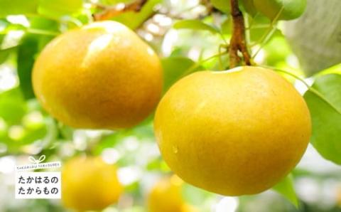 【先行受付】九州産和梨「愛宕(あたご)」5kg [季節限定 期間限定 果物 フルーツ 国産 日本産 『返礼品特集20000円以下』-宮崎県高原町] TF0312-P00025