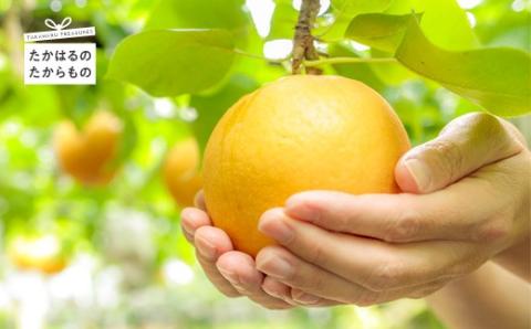 【先行受付】九州産 和梨「新興(しんこう)」 5kg [季節限定 期間限定 果物 フルーツ 国産 日本産] TF0326-P00025