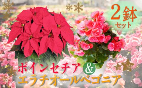【先行受付・期間限定】 「ポインセチア」と「エラチオールベゴニア」セット クリスマスシーズンにお届け！ [贈り物 ギフト 贈答 フラワーセット お花 観葉植物 パーティ 飾り] TF0716-P00024