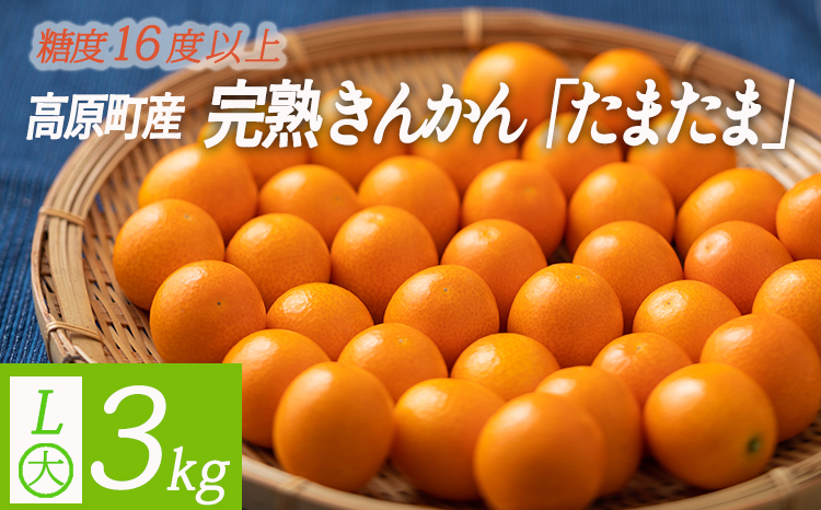 高原町産完熟きんかん『たまたま』L玉（大） 3kg [宮崎県産 金柑 まるかじり お菓子 甘露煮 サラダ] TF0052-P00015