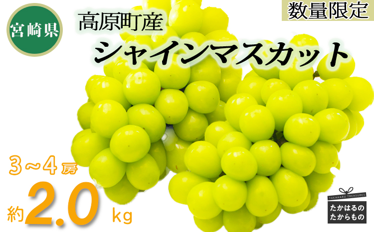 【数量限定・先行受付】久保ぶどう園のシャインマスカット(約2kg) 果汁たっぷりの美味しい種なし葡萄 [大粒 果物 フルーツ 季節限定 期間限定 果物 産地直送 2キロ ３房～4房 ] TF0394-P00005 2kg(3～4房)