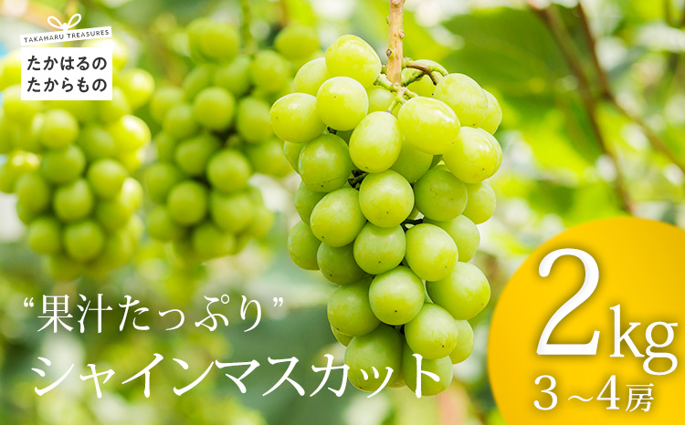 《数量限定・先行受付》 日本一太陽を浴びて育った宮崎のシャインマスカット 約2kg(3～4房) 食べやすい種なしブドウ [ぶどう 葡萄 大粒 果物 フルーツ 季節限定 果物 ギフト 贈答 産地直送 産直 2キロ 3個～4個 宮崎県高原町産] TF0581-P00025