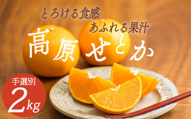 《数量限定》柑橘の高級ブランド 果汁たっぷり高原町産「せとか」約2kg(6～8玉)  オレンジ色の果物[産地直送 産直 フルーツ ギフト 贈答 贈り物 プレゼント 宮崎県産 国産]  TF0746-P00068