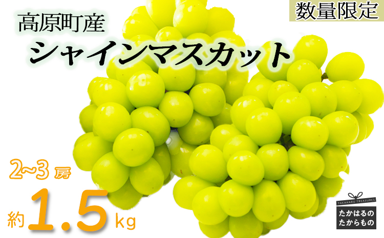 【数量限定・先行受付】久保ぶどう園のシャインマスカット1.5kg（2～3房）  果汁たっぷりの美味しい種なし葡萄 [大粒 果物 フルーツ 季節限定 期間限定 果物 産地直送　1.5キロ 2房～3房] TF0780-P00005 1.5kg(2～3房)