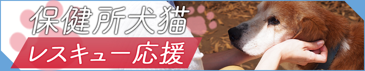 保健所犬猫レスキュー応援