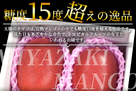 数量限定★2026年発送＜宮崎県産 完熟マンゴー 太陽のタマゴ A等級 4Lサイズ×2玉（合計約1kg）＞2026年4月上旬～6月末迄に順次出荷【 果物 青果 マンゴー フルーツ マンゴー 太陽のタマゴ マンゴー 完熟マンゴー マンゴ― 期間限定 マンゴー 数量限定 マンゴー 】