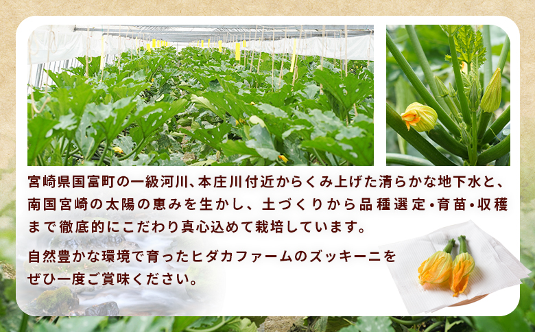 ＜あなたにズッキーニの花 8個＞1か月程度で出荷【 野菜 青果 国産 料理 アレンジ 天ぷら 】