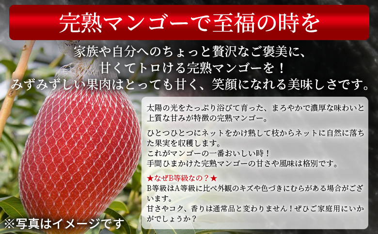 数量限定【2026年発送】＜宮崎県産 完熟マンゴー B等級 B4Lサイズ×2玉（合計約1kg）＞2026年4月上旬～6月末迄に順次出荷【 完熟マンゴー 完熟 マンゴー フルーツ 果物 くだもの おいしい 美味しい 甘い あまい ご家庭用 家庭用　ご褒美】