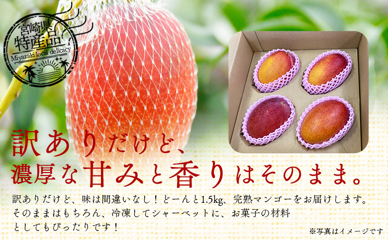 ＜訳あり 宮崎県産 完熟マンゴー 合計約1.5kg（3?5玉）＞※入金確認後、2025年7月中旬~下旬迄に順次出荷 訳アリ ご自宅 ご褒美 トロピカル 国産 果物 果実 フルーツ 南国 甘い 旬（株）ワールドワイドトレード 宮崎県 国富町【冷蔵】