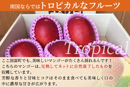 ★2025年発送★ ＜宮崎特産！国富町産の完熟マンゴー3～7玉（約1.5kg）＞2025年4月中旬～6月中旬迄に順次出荷【 トロピカル マンゴー フルーツ マンゴー 果物 マンゴー 南国 マンゴー 宮崎完熟マンゴー とろける マンゴー デザート マンゴー】