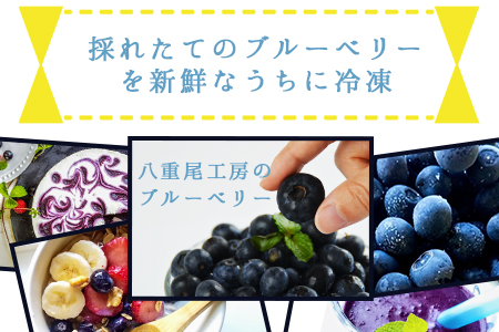 ★農園直送★＜冷凍ブルーベリー(500g×2袋)＞翌月末迄に順次出荷【 ブルーベリー フルーツ 果物 果実 シャーベット アイス お菓子作り 冷凍保存 八重尾工房 】