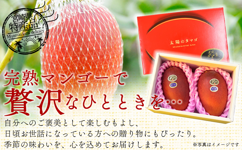 【先行予約 2026年発送】<宮崎県産完熟マンゴー 太陽のタマゴ  2L 合計2玉＞入金確認後、2026年5月初旬～7月末迄に順次出荷【 選べる 大きさ サイズ 国産 かんじゅく とろける 果物 果実 フルーツ 南国 芳醇 甘い 旬 濃厚 贈り物 プレゼント（株）ワールドワイドトレード 宮崎県 国富町 【2L×2玉】24,000円