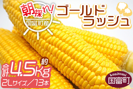 予約受付！＜朝採れ！国富町産ゴールドラッシュ4.5kg2Lサイズ13本＞2026年5月下旬～7月上旬迄に順次出荷【 とうもろこし スイートコーン 先行予約 野菜 穀物 甘い トウモロコシ 数量限定 】