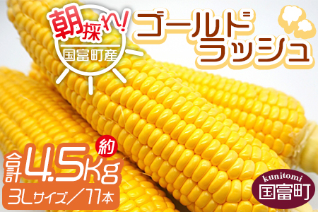 予約受付！＜朝採れ！国富町産ゴールドラッシュ4.5Kg3Lサイズ11本＞2026年5月下旬～7月上旬迄に順次出荷【 とうもろこし スイートコーン 先行予約 野菜 穀物 甘い トウモロコシ 数量限定 】