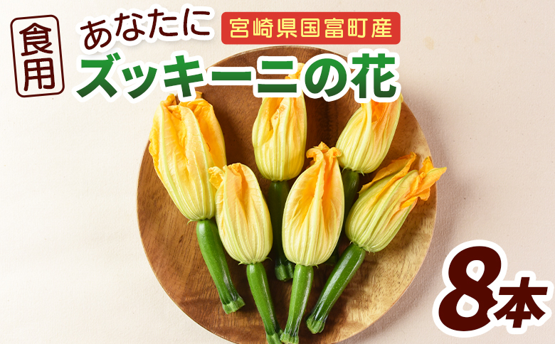＜あなたにズッキーニの花 8個＞1か月程度で出荷【 野菜 青果 国産 料理 アレンジ 天ぷら 】