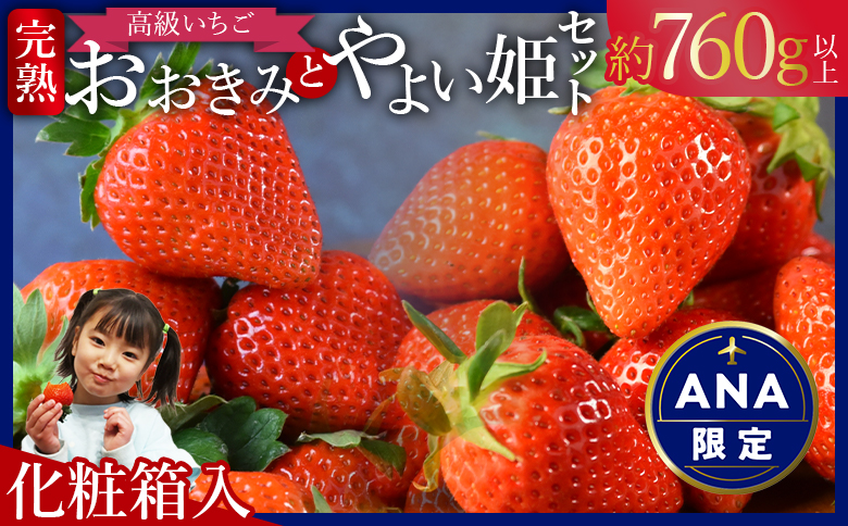 ANA限定★数量限定[高級いちご「おおきみ」と「やよい姫」のセット(約760g以上)(化粧箱入)]2025年1月上旬から4月末迄に順次出荷[ イチゴ 苺 フルーツ 果物 青果 大粒 高級 果実 朝摘み 完熟 食品 ]